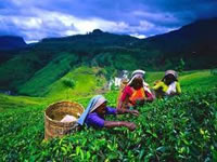 Hill Country Tea in Sri Lanka