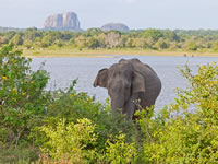 Wild Elephant in Yala Sri Lanka
