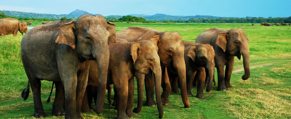 Sri Lanka Round Trip Driver-Wild Elephant
