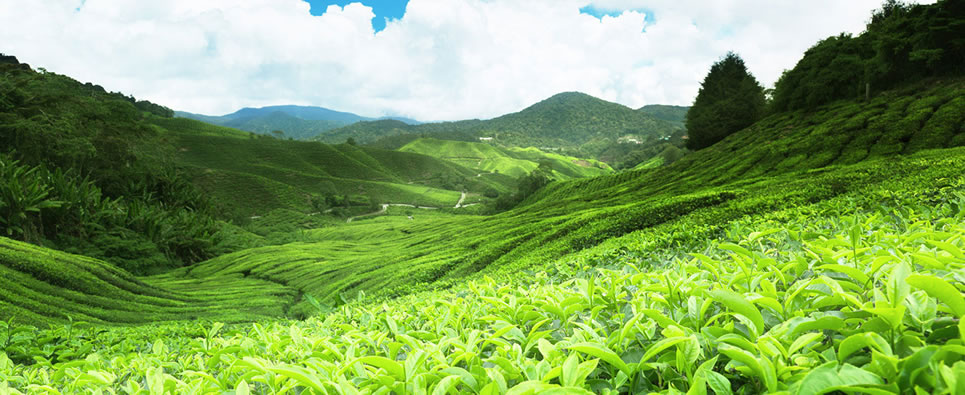 Sri Lanka Round Trip Driver-Tea Plantation