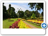 Botanical Gardens _ peradeniya (1)